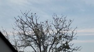 ловля певчих птиц- ловля щегла и реполова(Коноплянка)