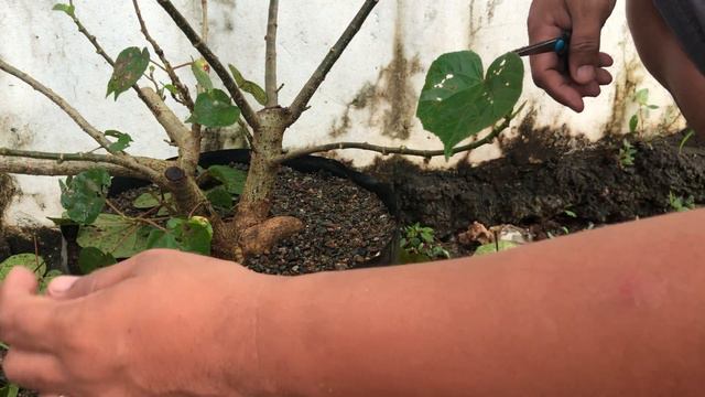 How to defoliate Hibiscus Taiwan смотреть онлайн