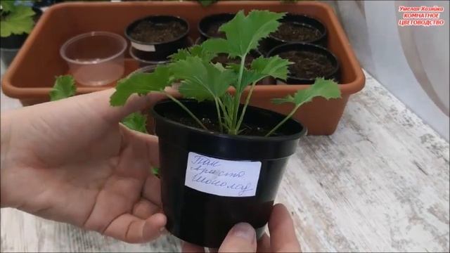 Из ТОНКОЙ Королевской ПЕЛАРГОНИИ ? делаю ПЫШНЫЕ КУСТИКИ? смотреть онлайн