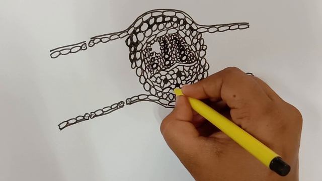 HOW TO DRAW TS OF DICOT LEAF | BIOLOGY DIAGRAMS | LEAF STRUCTURE смотреть онлайн