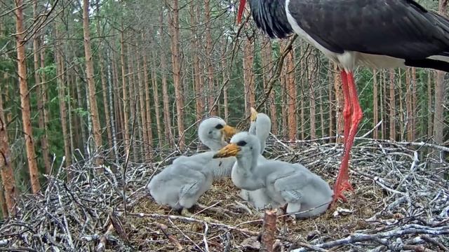 Must-toonekurg~Great Dinner By Karl II~6:27 PM 2019/05/29