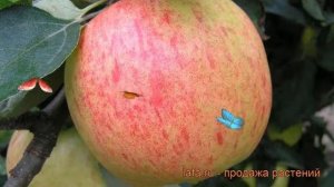 Яблоня обыкновенная Яблочный спас (malus) ? обзор: как сажать, саженцы яблони Яблочный спас