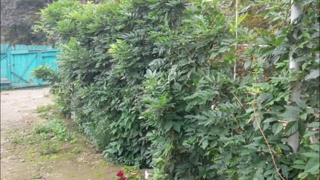 Продается дом в Холмской. Купите дом на берегу реки в ст. Холмской Краснодарского края