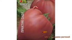 Томат обыкновенный Бычье сердце (byche serdtse) ? обзор: как сажать, семена томата Бычье сердце