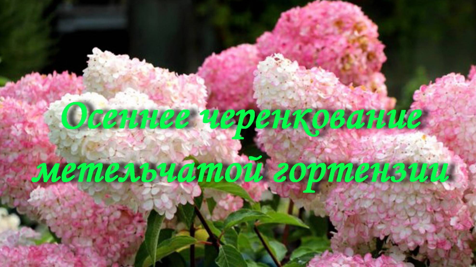 Осеннее черенкование метельчатой гортензии смотреть онлайн