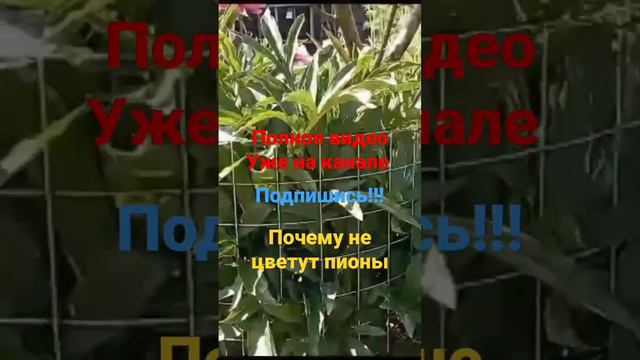 Почему не цветут пионы #огород #сад смотреть онлайн
