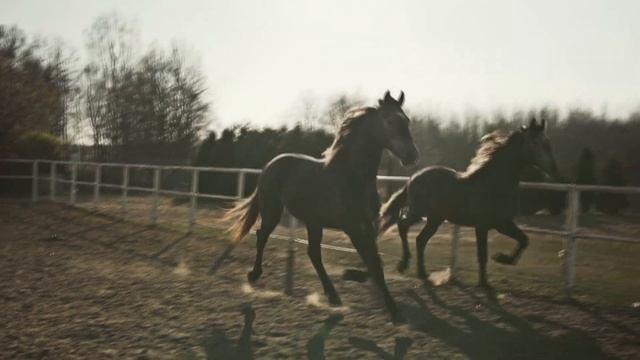 Орловские ЖЕРЕБЦЫ Контроль и Напарник | Cinematic clip | Sony a6500 | Sigma 30 1.4 смотреть онлайн