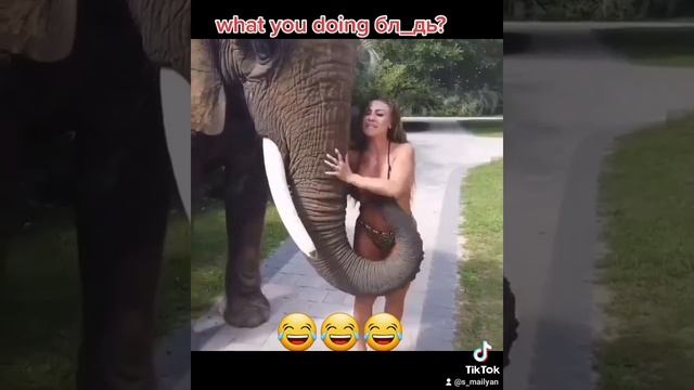 слон хулиган раздевает девушку смотреть онлайн