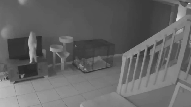 Пушистый проказник опрокинул телевизор смотреть онлайн