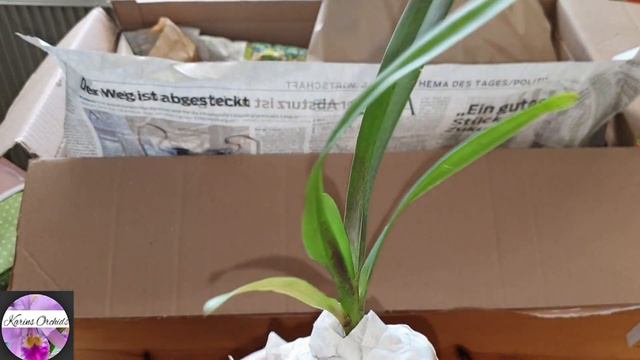 Dimorphorchis lowii orchid #CareCollab смотреть онлайн