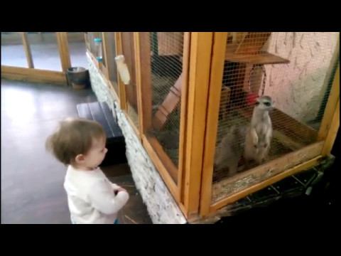 Майя в контактном зоопарке (1,4)