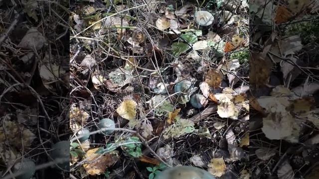 Ядовитые грибы. смотреть онлайн