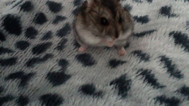 Вот так хомяки умываются!!! смотреть онлайн