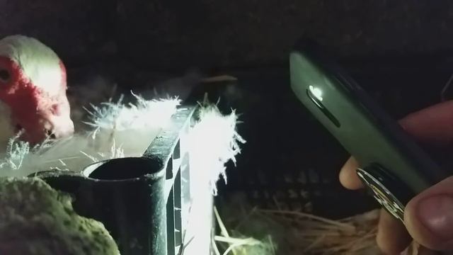 ИНДОУТЯТ СЕГОДНЯ НЕ БУДЕТ!! ОВОСКОПИРОВАНИЕ ПЕРЕД НАКЛЕВОМ!! смотреть онлайн