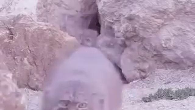 Один манул, два манула.... смотреть онлайн