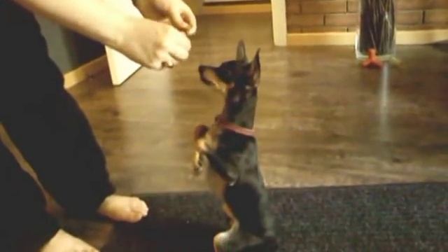 Трюковая дрессировка той-терьера- как научить собаку "служить", "делать суслика". смотреть онлайн