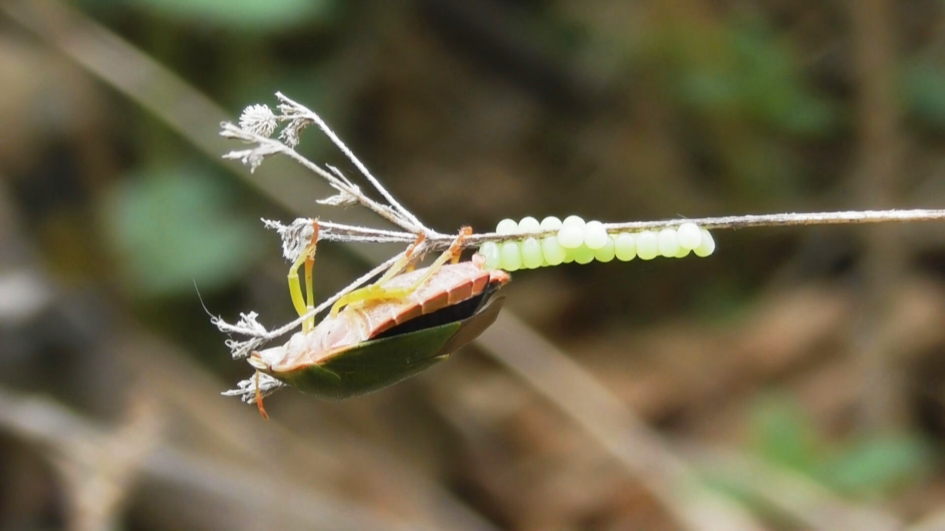 Щитник зелёный древесный. Клоп откладывает яйца. ( Palomena prasina ) смотреть онлайн