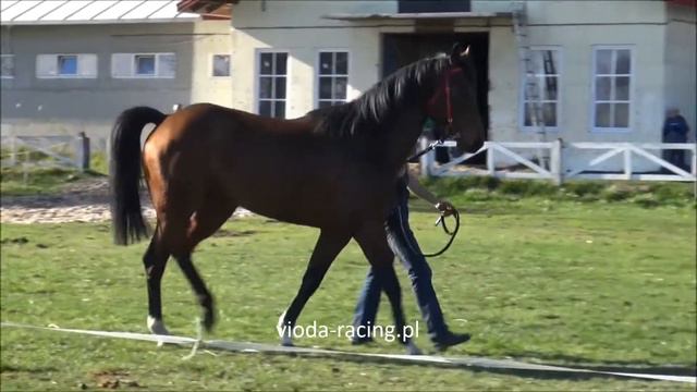 ogier Amber Code (DEN) (Binary File - Polmara / Polish Precedent) 2014, Rosłońce, 8.04.2017 смотреть онлайн