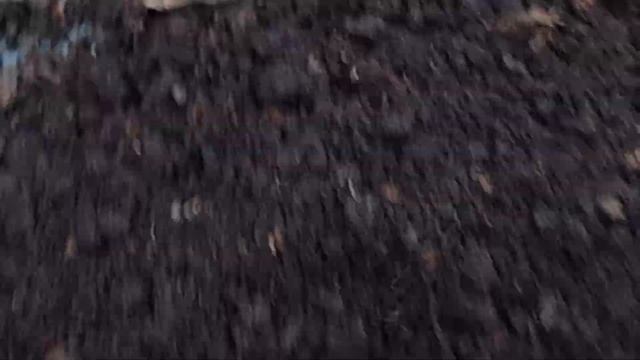 Кто сожрал хитин ? смотреть онлайн