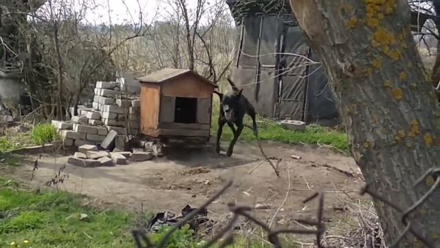 Танцующий пес смотреть онлайн