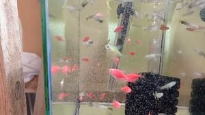 Мальки тернеции глофиш Результат роста Две недели после нереста