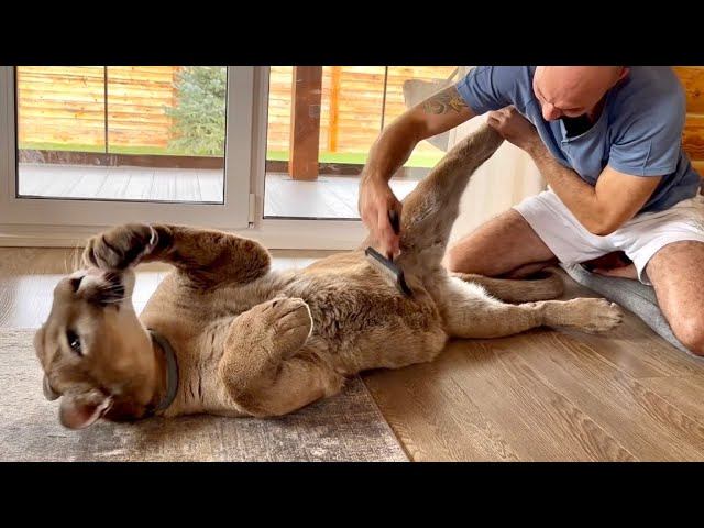 Пума Месси эгоист. Посмотрите как классно он манипулирует Сашей! смотреть онлайн