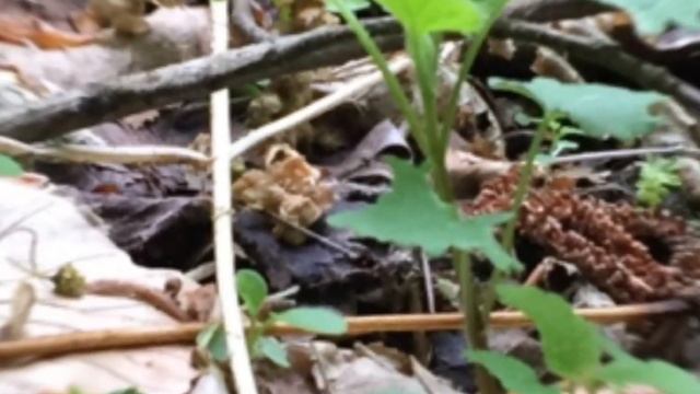 Verpa conica (Prstasta smrčkovica, konusna kapica (verpa) ) смотреть онлайн