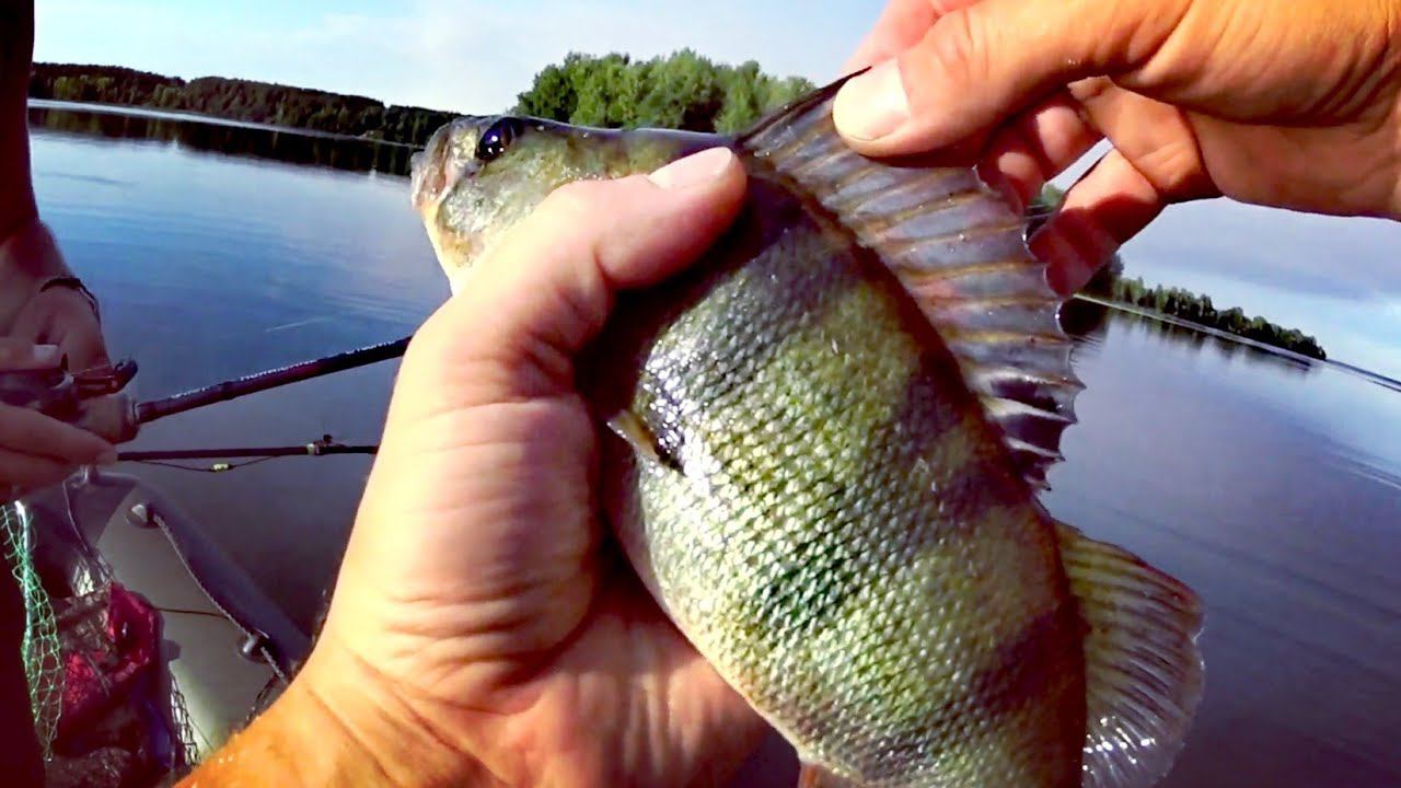 ПОЙМАТЬ ХОТЬ ЧТО-ТО!!! Рыбалка на фидер и спиннинг.