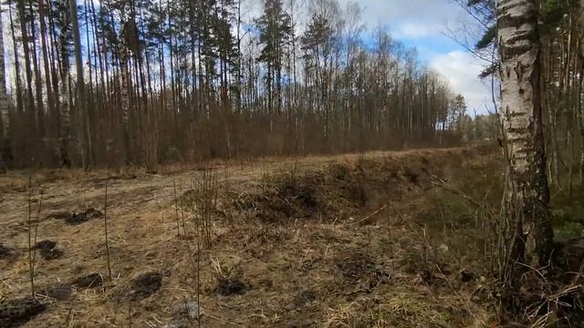 НАШЛА БРУСНИКУ . ПРОГУЛЯЛИСЬ В КРАСИВОМ СОСНОВОМ ЛЕСУ 19 ФЕВРАЛЯ 2023 смотреть онлайн