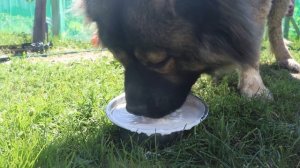 Кавказская овчарка | Все о породе