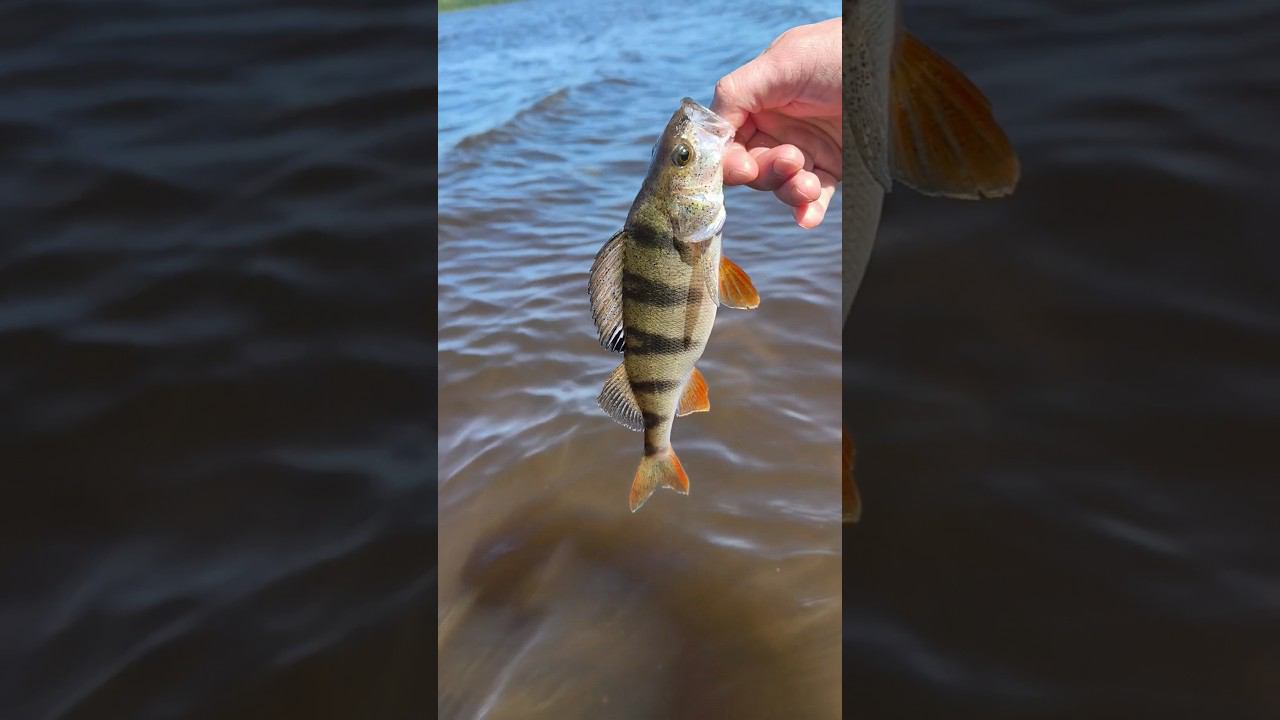 Рыбалка 2024.Отпускаем крупного окуня. #shortvideo #рыбалка #fishing #fishingvideo #природа #весна смотреть онлайн