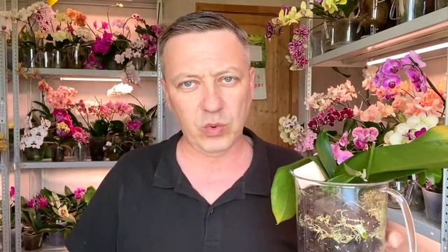 маленькие орхидеи уход подкормка и НАРАЩИВАНИЕ КОРНЕЙ БЕЗ ТАНЦЕВ С БУБНАМИ смотреть онлайн