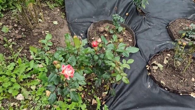 Самые больные розы в моём саду на начало сентября 2021! смотреть онлайн