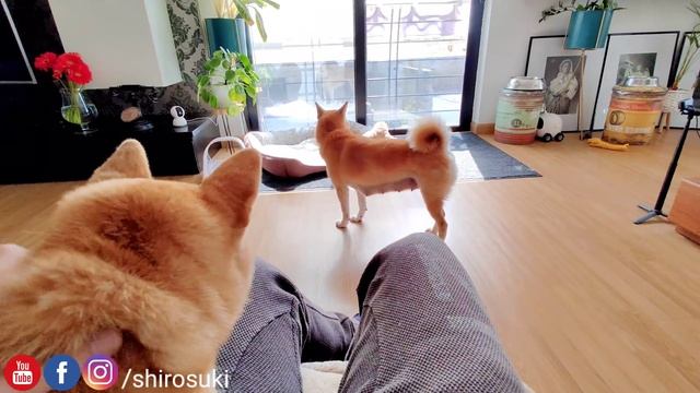 Slowly Introducing Raya in Close Proximity to the Puppies under my Supervision смотреть онлайн