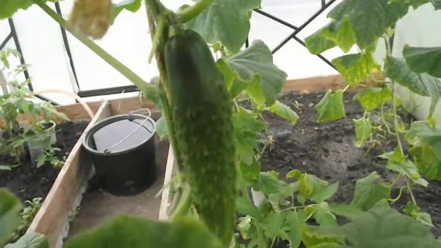 Обзор теплицы 21.05.17.