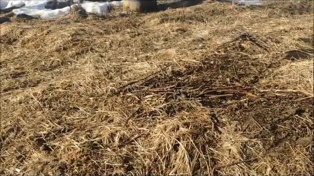 Способ удаления рогов взрослой козе смотреть онлайн