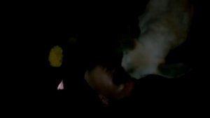 панин с собакой без ретуши