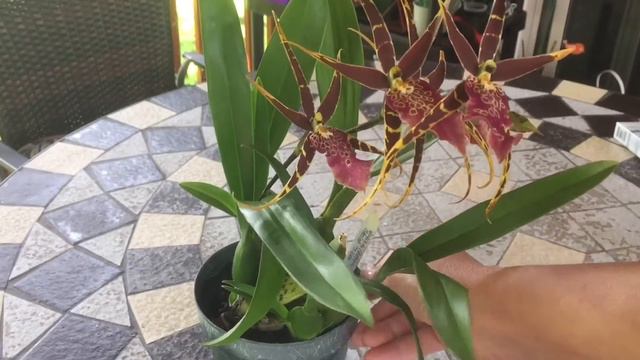 New Orchids ! Gift Orchid And More..Phalaenopsis, Bratonia / Miltassia And Chinese Cimbidium .