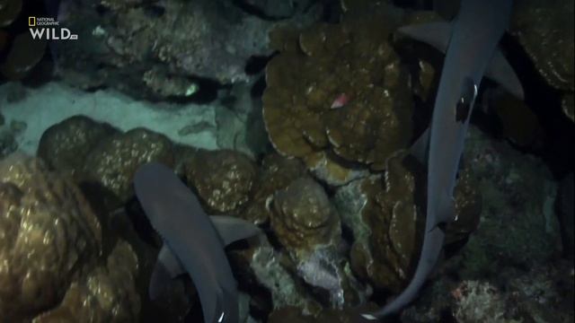 Почему кокон из слизи не спасает рыбу-попугай (сем. Скаровые) от нападения Белопёрой рифовой акулы смотреть онлайн