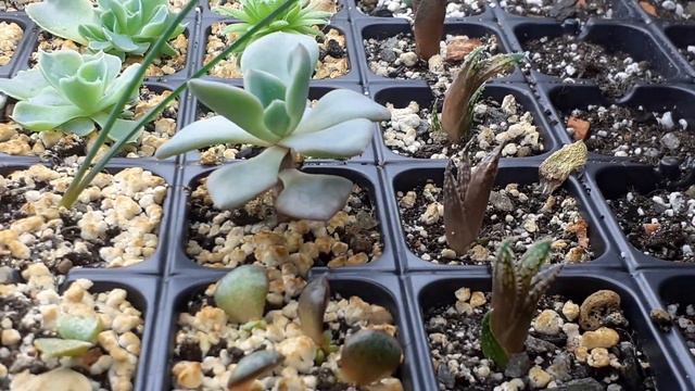 Что растёт на моих полках под светодиодными лампами 03.04.2020г. смотреть онлайн