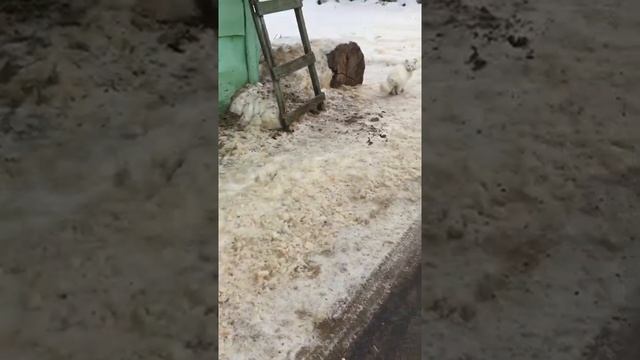 Белый пушистый кот с котенком смотреть онлайн