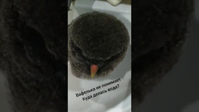 Купание не состоялось Вафелька в печали Птенец бородатой неясыти смотреть онлайн