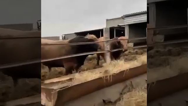 Бой быков .продажа быков из России. смотреть онлайн