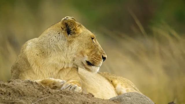 Дикая природа Африки 4K смотреть онлайн