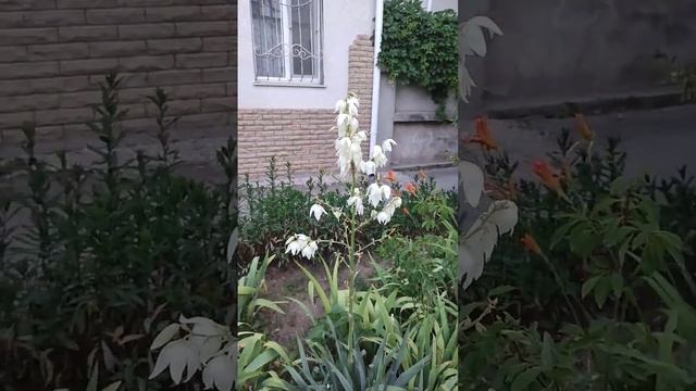 Вот такой день | город Евпатория | 27 июня 2023 #Евпатория #Крым #ХанБатон #XAH6ATOH #shorts #vlog смотреть онлайн