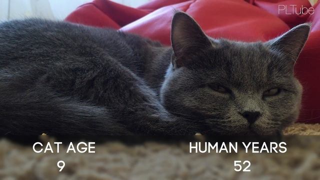 How to tell your cat’s age in human years смотреть онлайн