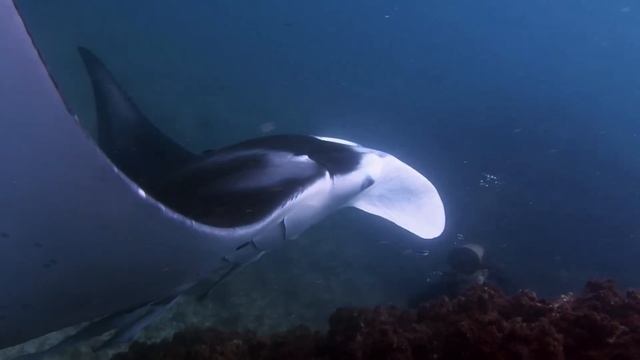 Manta Ray - Manta birostris HD.mp4 смотреть онлайн