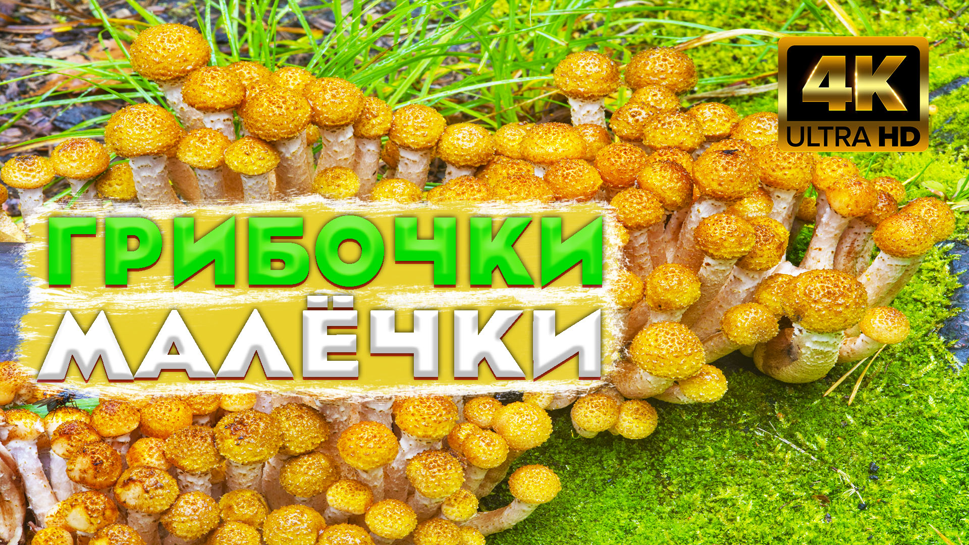 ? Осенние опята ? Все усыпано молодыми опятами? Огромный пень с осенними опятами?Грибное безумие смотреть онлайн