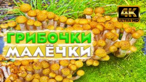 ? Осенние опята ? Все усыпано молодыми опятами? Огромный пень с осенними опятами?Грибное безумие