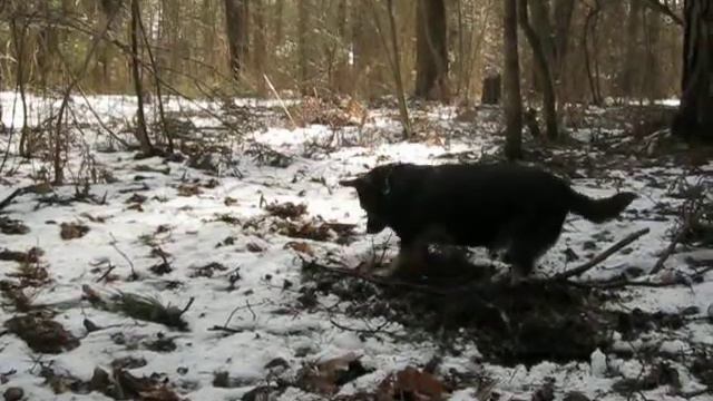 Охота на мышей!!! смотреть онлайн
